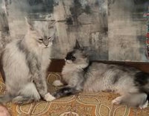   maincoon 