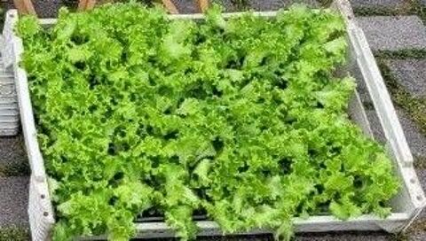 Plants mottes de salades 0.25 Haguenau (67)