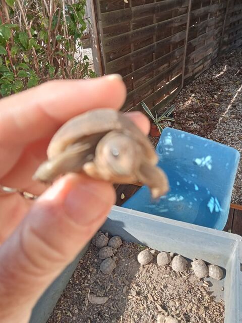 B&eacute;b&eacute; tortue 40 34800 Aspiran