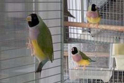   Diamant de Gould  