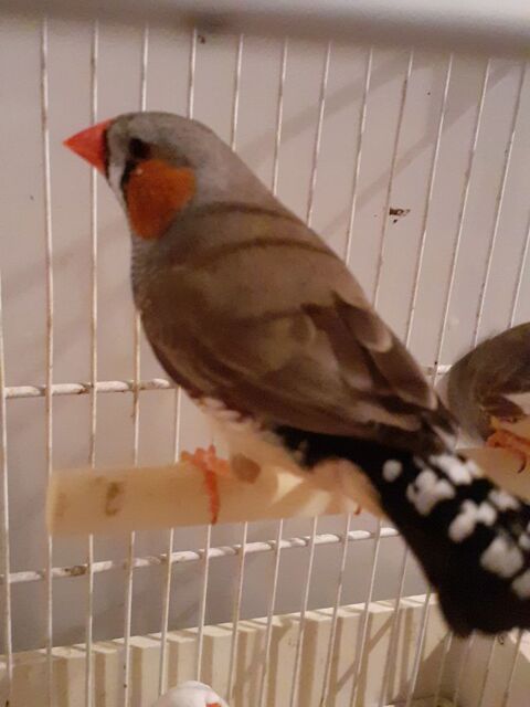 mandarins 4 22400 Land�hen