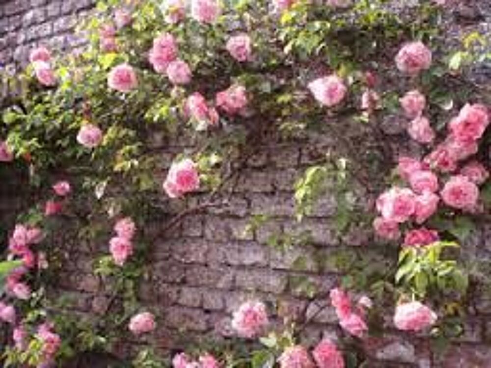 5 plants de rosier nain rose Jardin