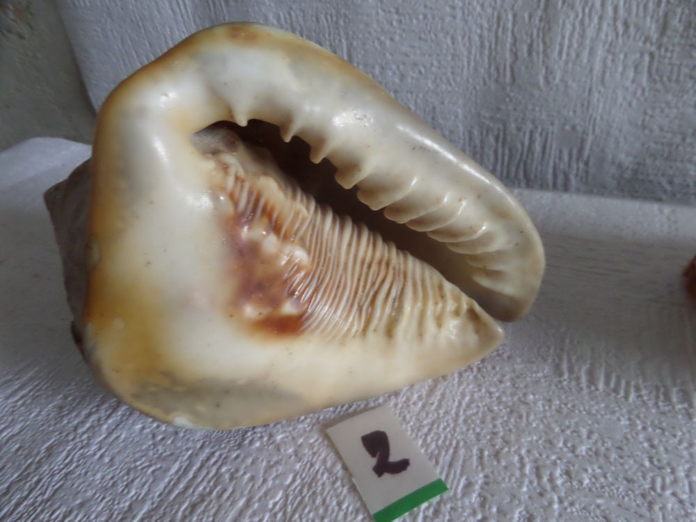 coquillage cypaea fuma 