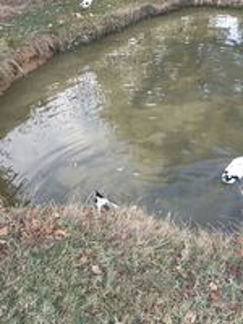  2 canards coureur indien male 