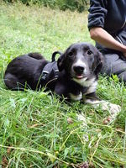  Gentiane, chiot à adopter 
