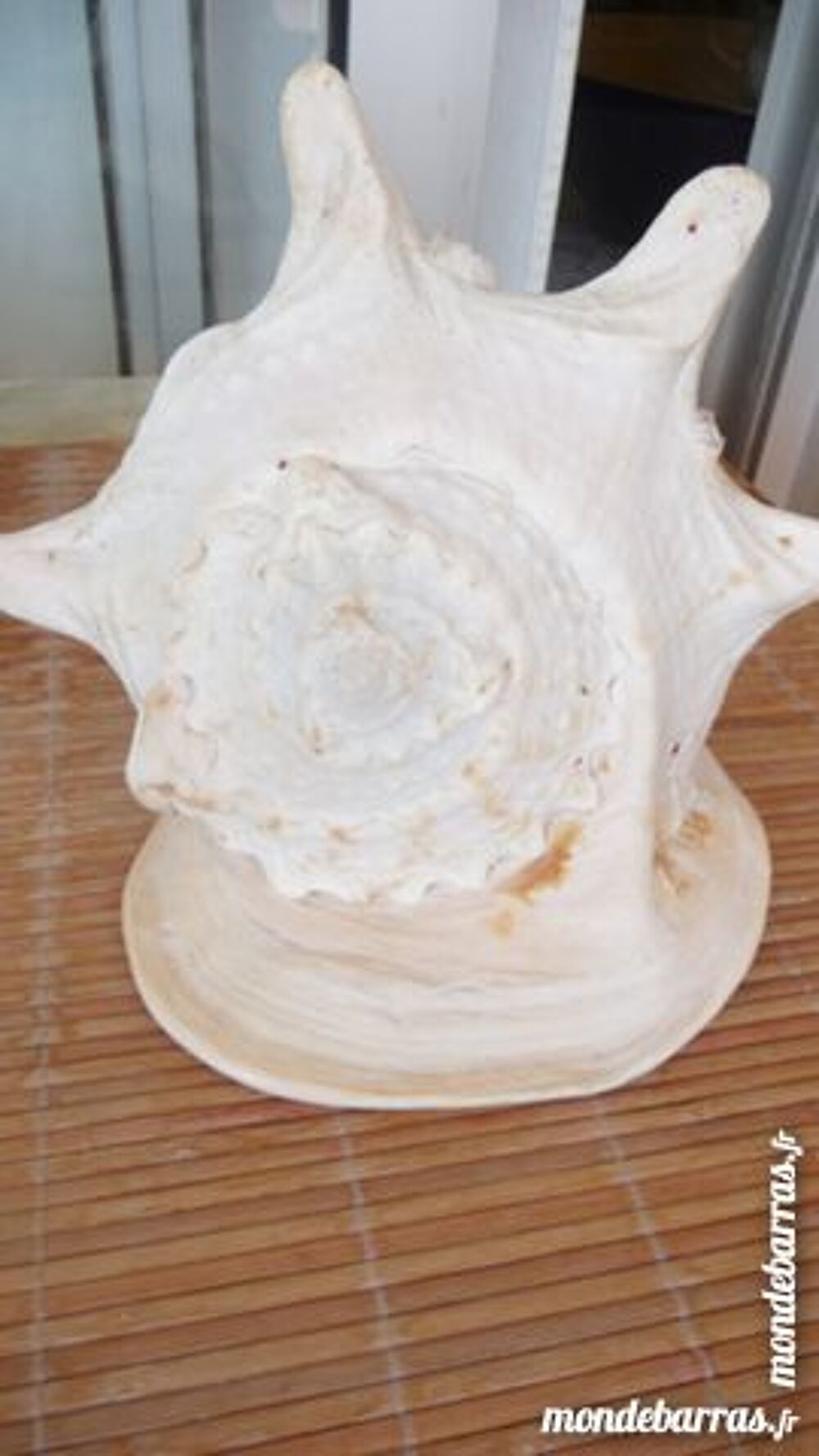 GROS COQUILLAGE BLANC 