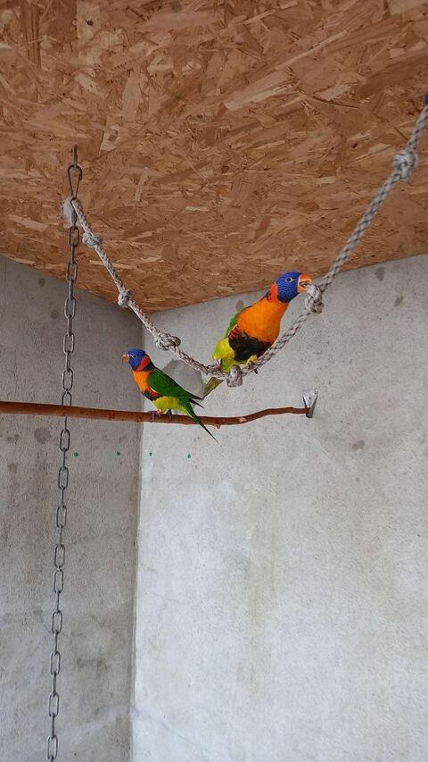 loriquet col rouge (rubritorquis ) 600 07430 Saint-clair