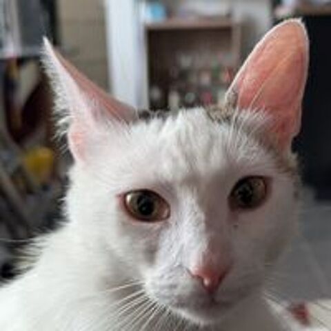   Tilla 