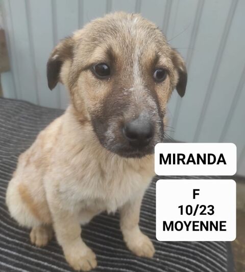 MIRANDA FEMELLE NON STÉRILISÉE 9 MOIS A SAUVER DE ROUMANIE ADOPTION UNIQUEMENT 0 75018 Paris