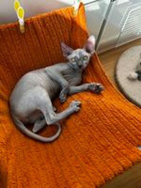   Bella SPHYNX  