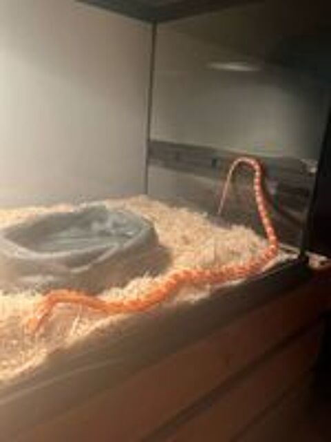   Terrarium et Jack serpent des bls  