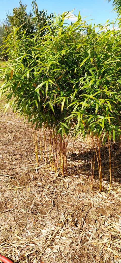 Bambous 15 Lansargues (34)