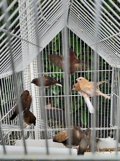 Moineau du japon perl&eacute;e 10 91420 Morangis