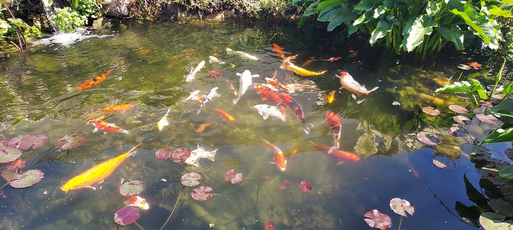   CARPES KOI 