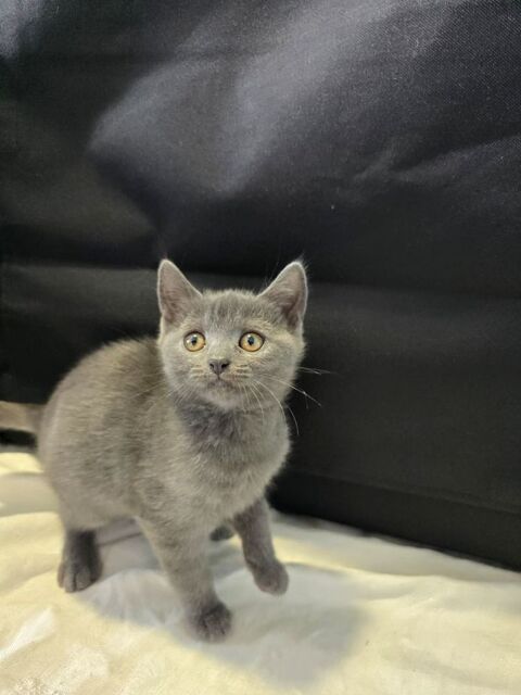 2 Chatons mâles chartreux LOOF disponibles 950 47300 Villeneuve-sur-lot