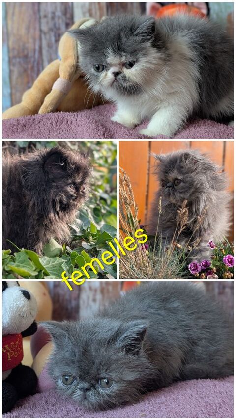 Chaton Persan loof 1075 62850 Haut-loquin
