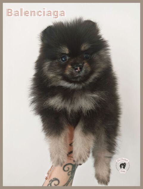 Chiots spitz allemand petit, &Eacute;levage familial et &eacute;thique ! 2000 82270 Montpezat-de-quercy