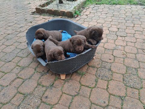 chocolat retriever labrador 600 Cusset (03)