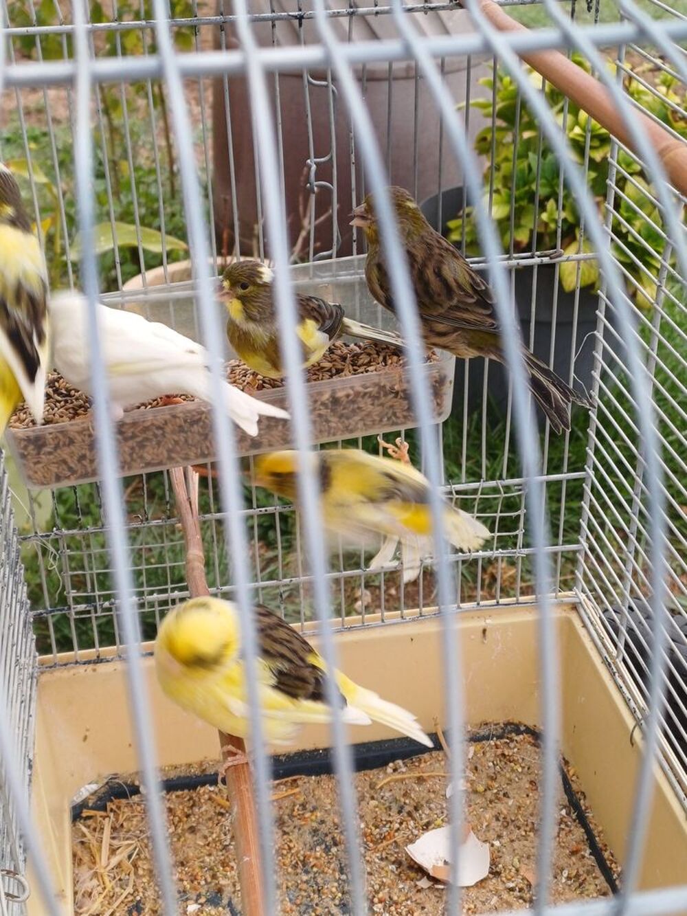   Canaris 