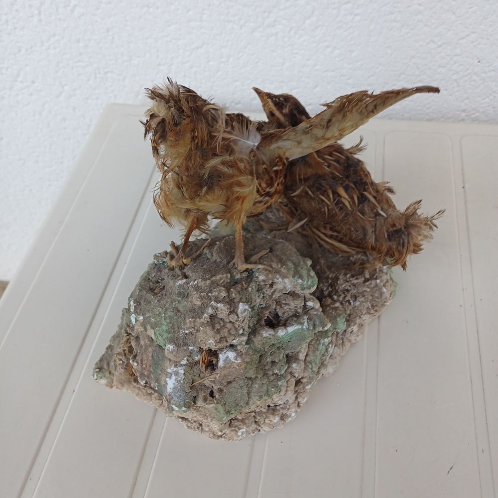 taxidermie empaille caille Décoration