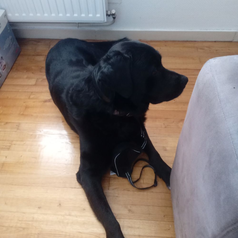   Border collie crois� X 