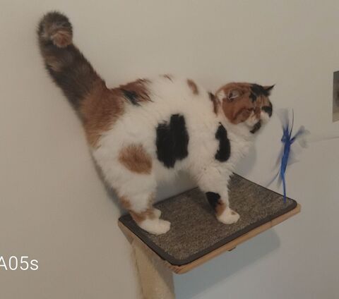 Femelle Exotic Shorthair 900 38150 Anjou