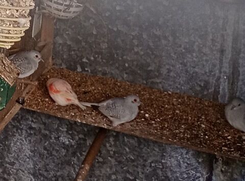 Colombes Diamant 5 29670 Henvic