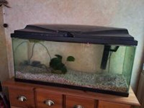   Aquarium ciano 80 litres 