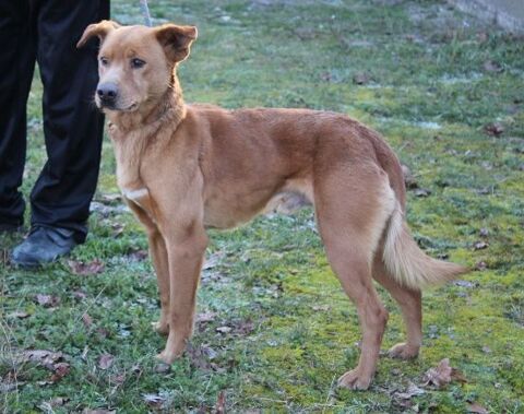 Chien SCRATCH &agrave; l adoption 210 47160 Caubeyres