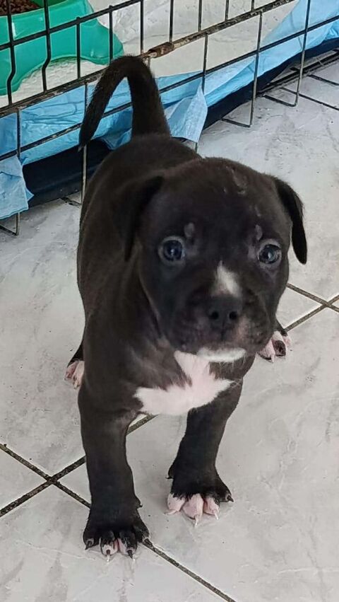 Snoopy petit amour &agrave; r&eacute;server 300 61120 Vimoutiers