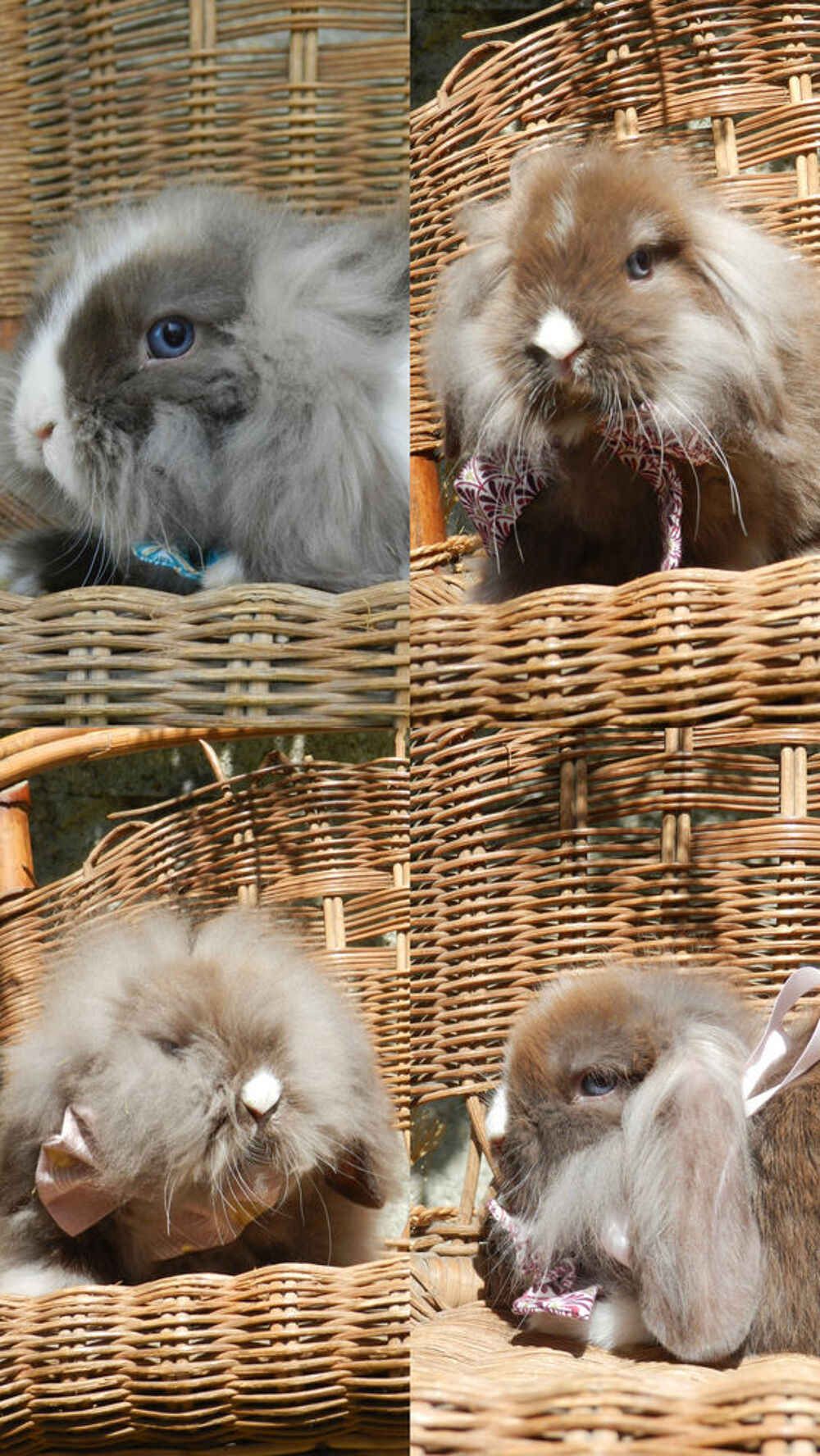   Mini lion lop 