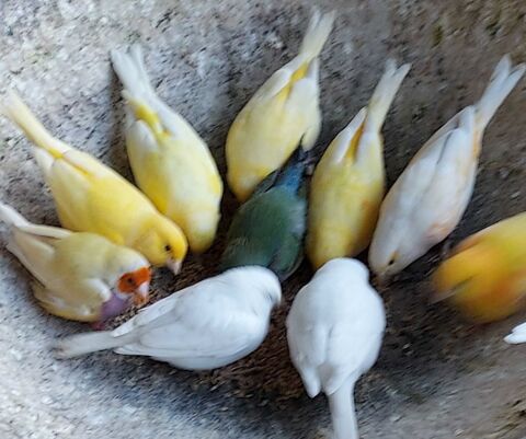Canaris+chanteurs+et+reproducteurs 30 14230 La cambe