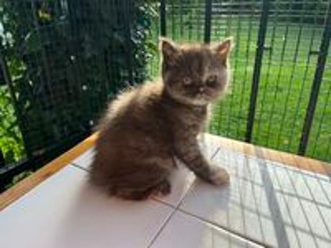   Chatons bristish  shorthair 