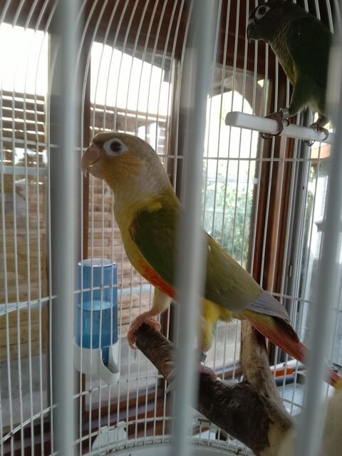 Conure ananas 120 18100 Vierzon