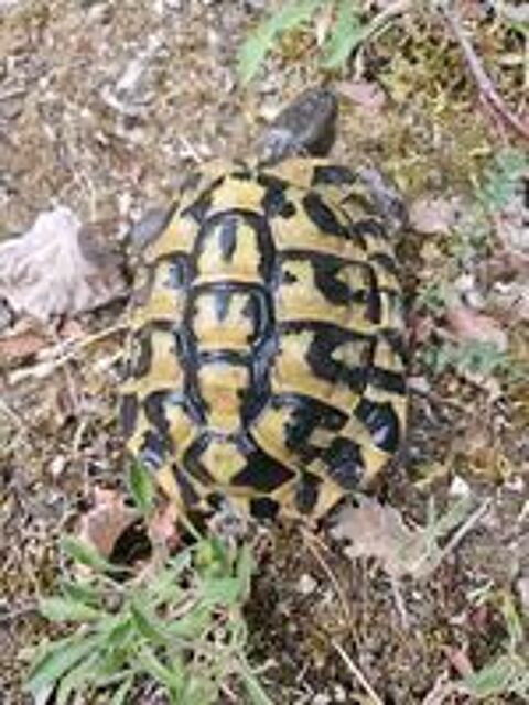   Deux tortues de 12 ans (mâle et femelle)
