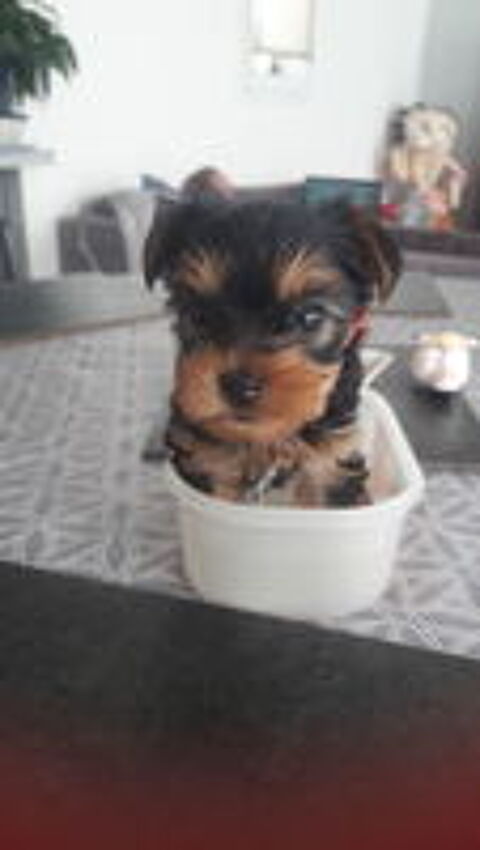   Yorkshire mini male 