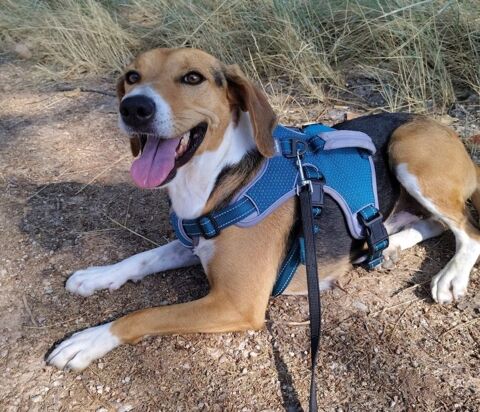 À adopter : ENCINA, chienne croisée beagle de 4 ans 315 24140 Douville