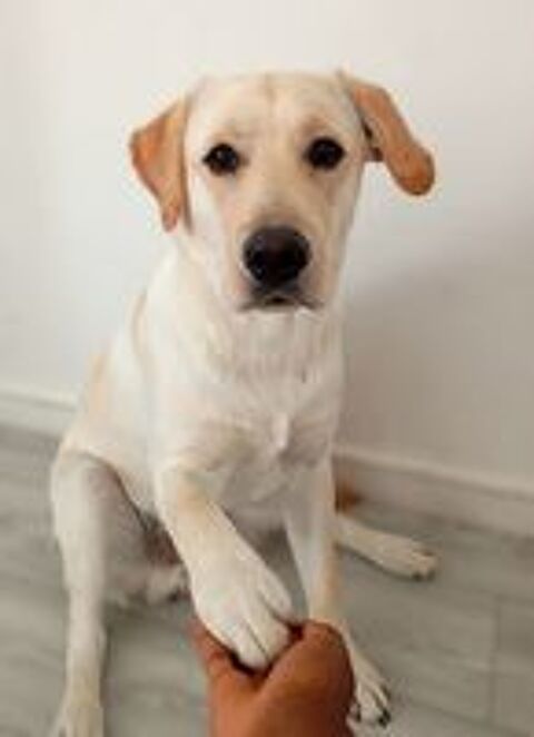   chiots Labrador LOF 