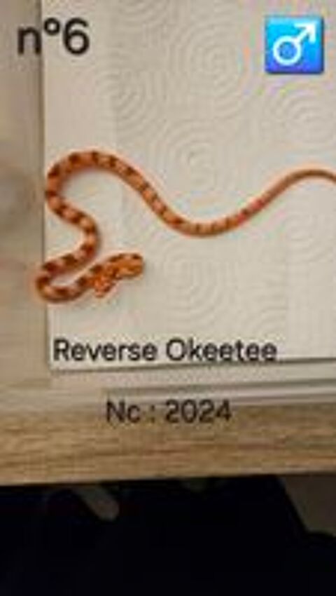   Pantherophis guttatus 