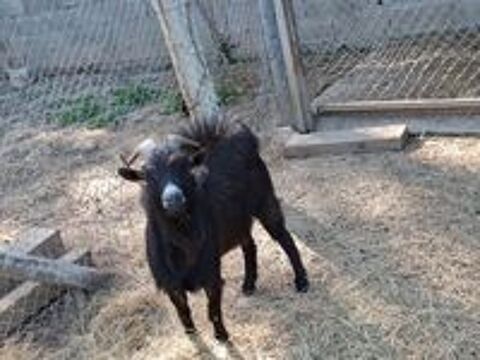   Bouc 