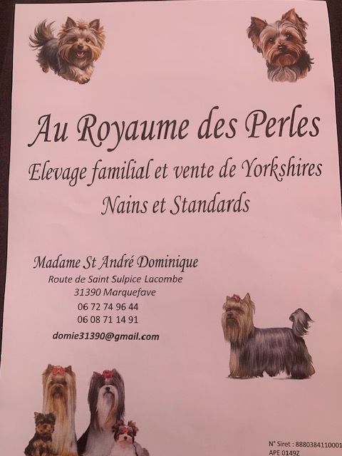 Yorshire 300 31370 Sabonnères