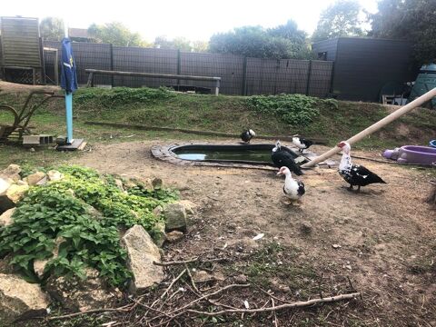 canard dindes 15 44600 Saint-nazaire