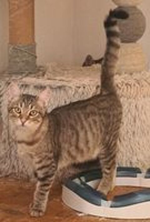   YUKA CHAT TIGRE 1 AN 