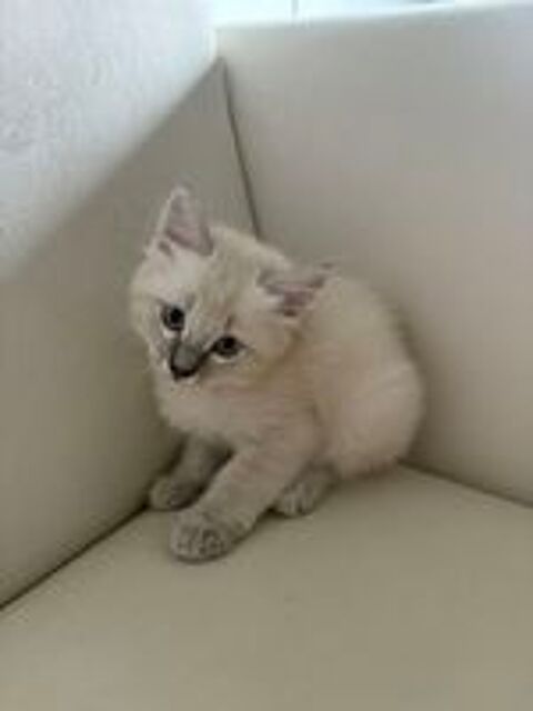   Chatons  