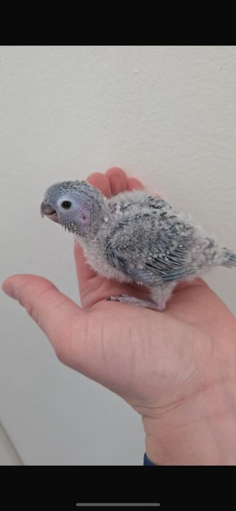 B&eacute;b&eacute; conure 120 67310 Wasselonne