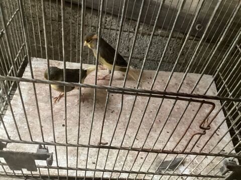 Couple canari + CAGE A OISEAUX 1 33450 Saint-sulpice-et-cameyrac