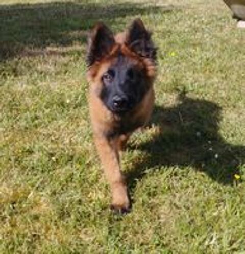   Chiots berger belges tervueren LOF lignée de travail 