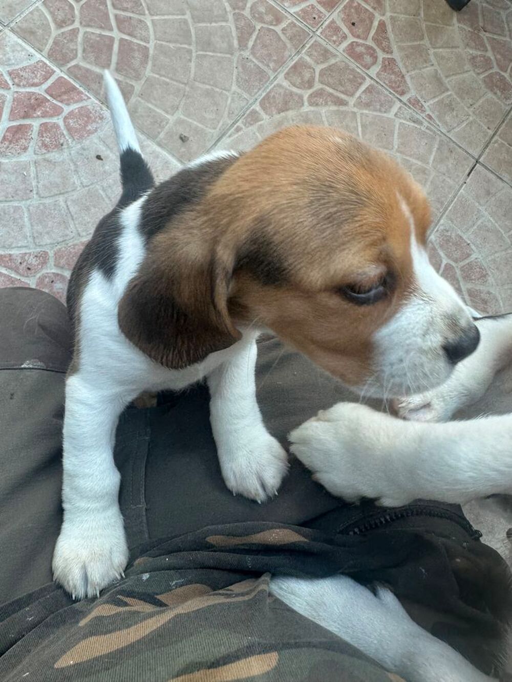   chiots beagle lof 