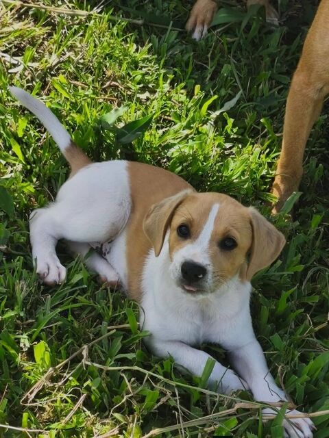 Apache, m&acirc;le crois&eacute; berger cr&eacute;ole, n&eacute; le 28/11/2025 🤍 300 18000 Bourges