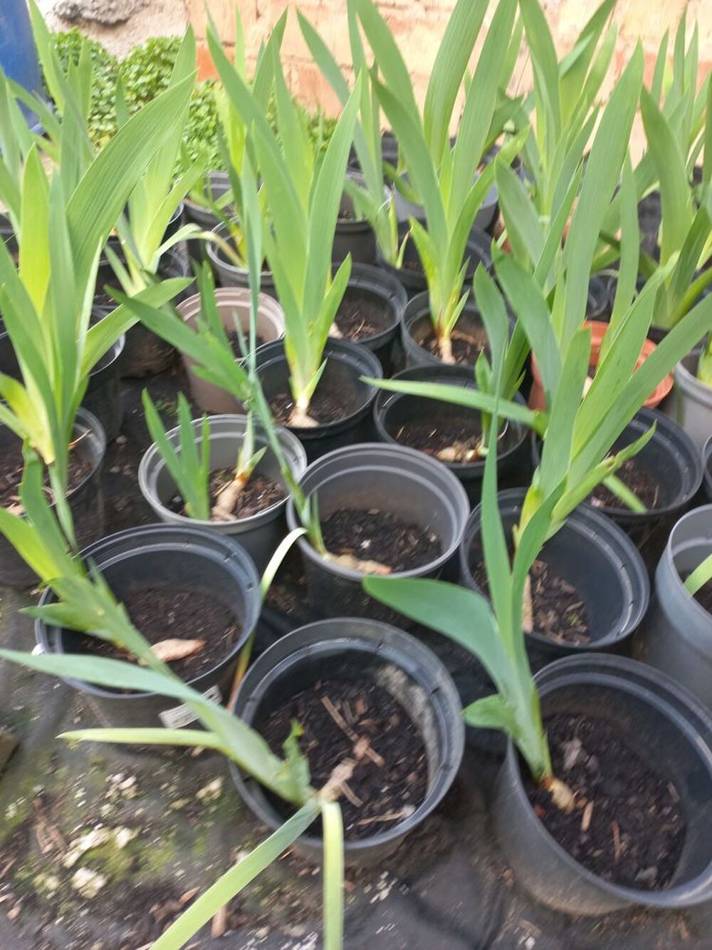 Plants d'iris de jardin en pot grand violet Jardin